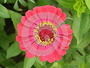 Pink flower detail