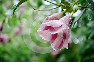 Pink flower with dew or droplets of rain and green blurred foliage of leaves background.