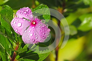 Rosa fiore rugiada gocce 