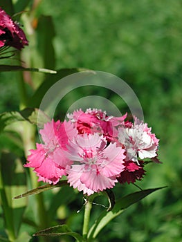 Pink flower of Dianthus barbatus