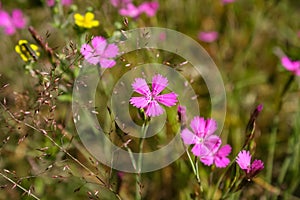 Pink flower Dianthus campestris in the garden.