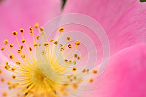 Pink flower of a dogrose