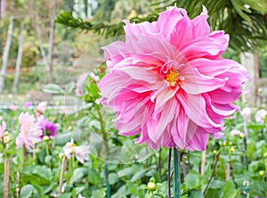 Pink flower in doi inthanon photo