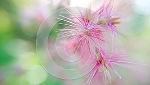 Pink flower and drop photo