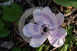 Pink flower during early spring