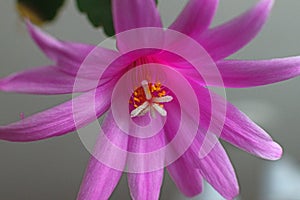 Pink flower of Easter cactus