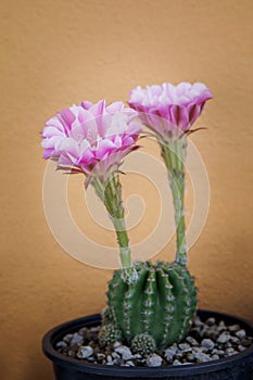 Pink flower of echinopsis cactus blooming  in planting pot