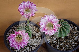 Pink flower of echinopsis cactus blooming in planting pot