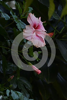 Pink flower emphasized - 13