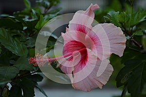 Pink flower emphasized - 21