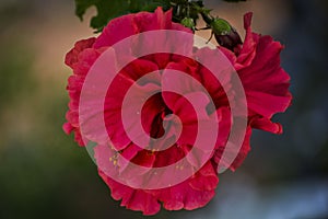Pink flower emphasized - 5