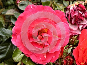 Pink Flower In An English Country Garden.