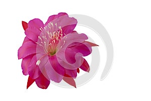 Pink flower of Epiphyllum cactus. photo