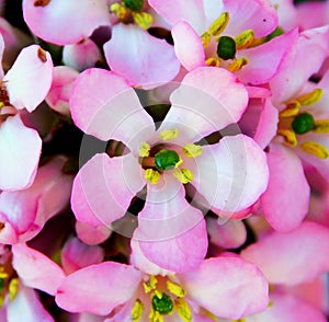 pink flower of escalionia on macro