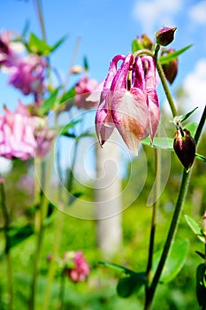 Pink flower of European columbine (Aquilegia vulgaris) in sunny