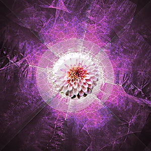 Pink Flower Explosion of Love and Light | Fractal Art Background Wallpaper