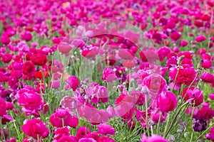 Pink flower field
