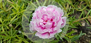 Pink flower at the field