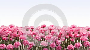 Pink Flower Field Background: Uhd Image For Business Photos photo
