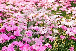 Pink flower field