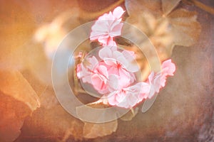 Pink flower with filter