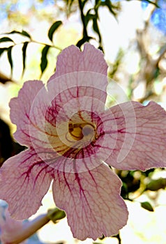 Pink flower photo