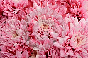 Pink flower for floral background or texture