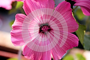 Pink flower, flower closeup, Petunia, pink petals