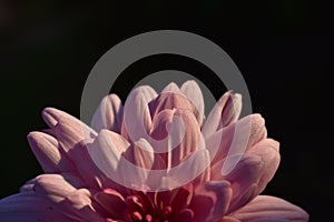 pink flower foccusing