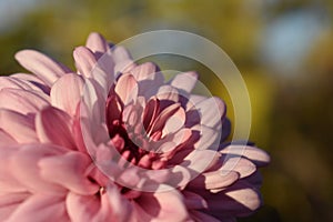 pink flower foccusing