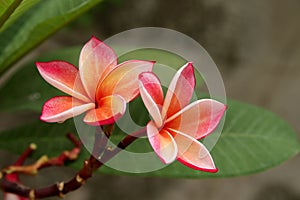 Pink flower frangipain on branch.