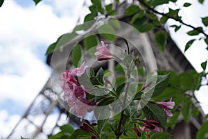 A pink flower in front of the Eiffel Tower