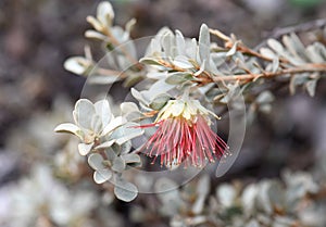 Pink flower and furry grey foliage of the Australian native Wild Rose, Diplolaena mollis, family Rutaceae