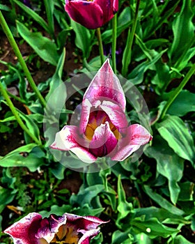 Pink flower from the garden