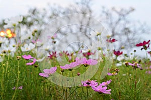 Pink flower in garden with green blur background