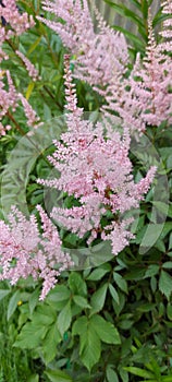 Pink Flower garden nature