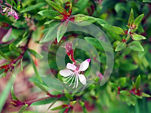 Pink flower - Gaura lindheimeri photo