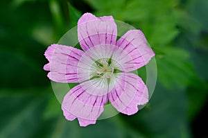 Pink flower of Geranium endressii photo