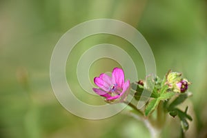 Pink flower of Geranium molle next to a path.