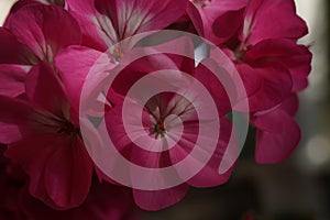 Pink flower of Geranium, Pelargonium, Geraniaceae,close up