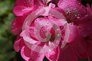 Pink flower of Geranium, Pelargonium, Geraniaceae,close up