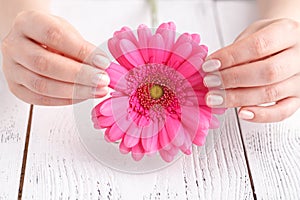 Pink flower gerbera in female hands, close up view female care concept