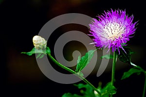 Pink flower and grass background