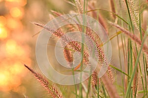 Pink flower in the grassland