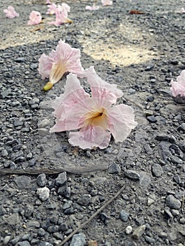 Pink flower on Gravel Ground floor in the courtyard.