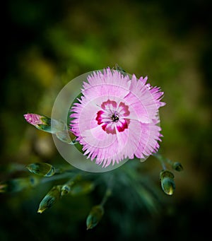 Pink flower on green backgound