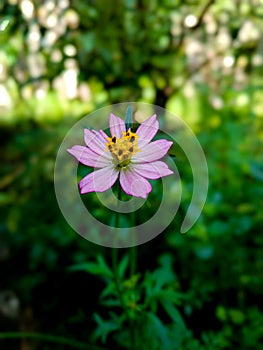 Pink flower with green backgroun