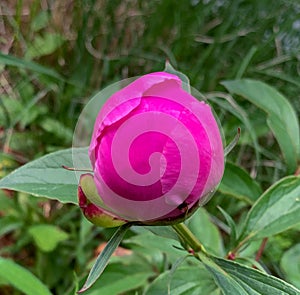 Pink flower on green background