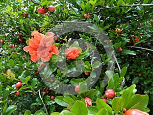 Pink flower in the green of foliage.