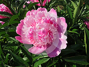 Pink Flower in the Green Garden in Spring